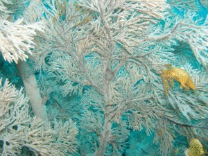 Black branch coral