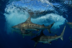 Our awesome blacktip sharks