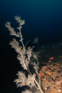 Cowrie Reef - Rocky Bay