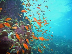 Reef goldies