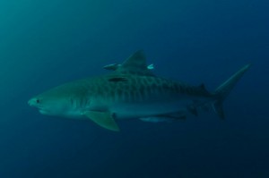 Tiger shark "Galeocerdo Cuvier"