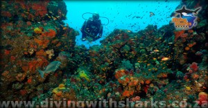 Diving at Rocky Bay