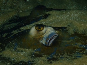 Bluespot ray Eelskin