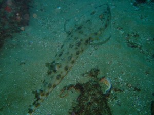 Lesser guitarfish Butchers last day of 2010