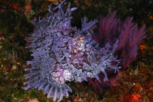 Rhynopias (purple lobed scorpionfish) Umzimayi Wall