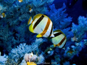 Doublesash butterfly fish