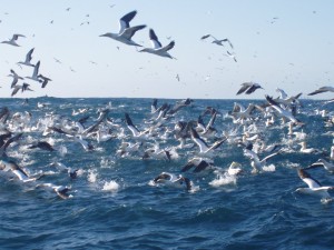 Feeding frenzy of gannets