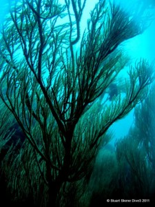 Spectacular Fern Coral reef