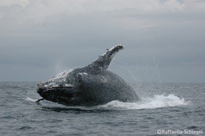 Humpback whale 