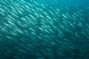 Sardines