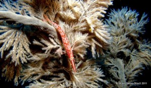 Umzimayi Wall Feb 2011 Longnose hawkfish