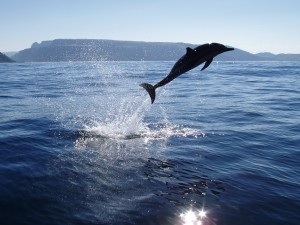 Excited dolphins