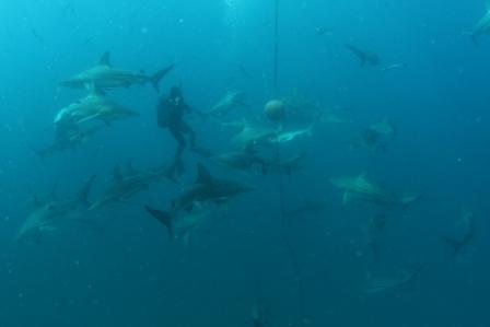 Diving with Sharks