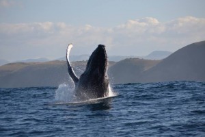 Humpback whale