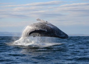 Humpback whale breach