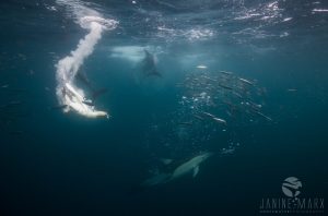 Cape gannets and dolphins on the hunt