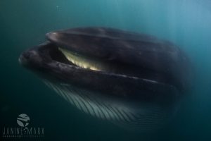 Bryde's whale