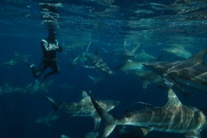 Blacktip sharks