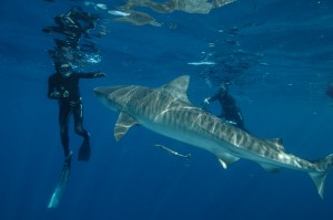 Tiger shark diving