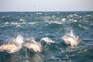 Common dolphins on the charge