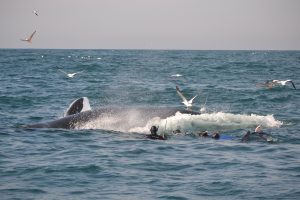 Bryde's whale sneaking in on the baitball