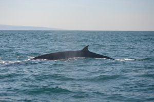 Bryde's whale surfacing