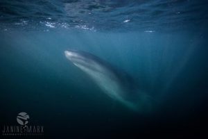 Brydes whale