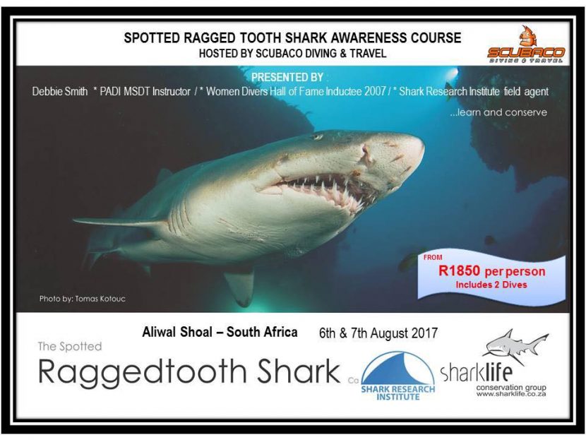 Ragged tooth shark course