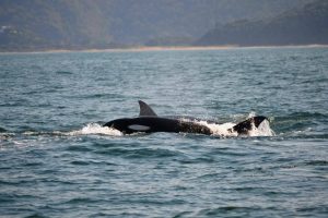 Orca's teaching a youngster hunting techniques